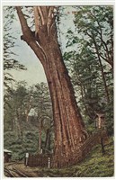 藏品(阿里山神木)的圖片