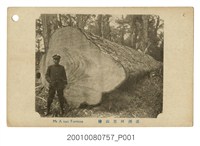 藏品(臺灣阿里山檜)的圖片