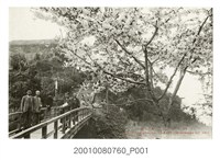 藏品(阿里山吉野櫻)的圖片