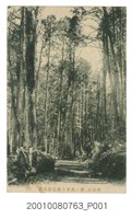 藏品(阿里山檜木森林與鐵軌鋪設道路之二)的圖片