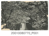 藏品(阿里山吉野櫻)的圖片