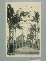 藏品(屏東順天堂製臺灣製糖株式會社椰子樹大路)的圖片