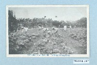 藏品(臺灣花蓮農業補習學校第一農場學生實習)的圖片