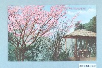 藏品(巴達岡的櫻花)的圖片