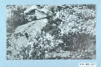 藏品(次高山附近的高山植物)的圖片