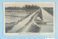 藏品(嘉南大圳給水路崙背支線與耕作水稻)的圖片