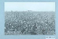 藏品(臺灣棉花株式會社臺灣南部地方的棉花耕作實況)的圖片