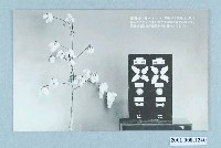 藏品(臺灣棉花株式會社臺灣棉的標本)的圖片