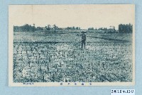 藏品(棚邊書店發行臺灣藺草園)的圖片