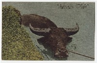 藏品(臺北生蕃屋本店印行臺灣水牛)的圖片