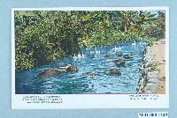 藏品(水中行走的水牛)的圖片