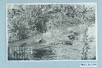 藏品(行走於水道的水牛)的圖片