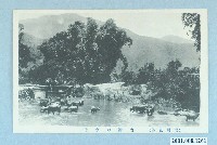 藏品(臺灣水牛)的圖片