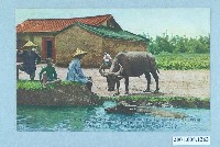 藏品(臺北生蕃屋本店印行水牛與土确厝)的圖片