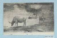 藏品(臺北生蕃屋印行水牛)的圖片