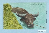 藏品(臺北生蕃屋本店印行臺灣水牛)的圖片