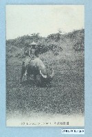 藏品(臺灣水牛之養牧)的圖片