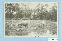 藏品(棚邊書店發行臺灣水牛)的圖片