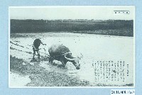 藏品(大正天鴿牌臺灣所見耕作的水牛)的圖片