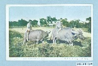 藏品(臺北藤倉發行臺灣水牛與本土孩童)的圖片