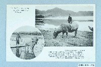 藏品(犁田的水牛)的圖片