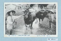 藏品(赤岡商會發行臺灣水牛與牧童)的圖片