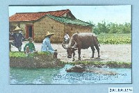 藏品(水牛與土确厝)的圖片