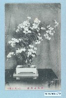 藏品(臺灣蝴蝶蘭)的圖片