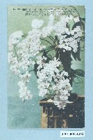 藏品(臺北生蕃屋本店發行蝴蝶蘭)的圖片