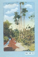 藏品(臺北新高堂發行臺灣南部的熱帶植物)的圖片