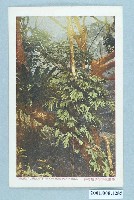 藏品(臺北新高堂發行臺灣恆春半島熱帶林)的圖片