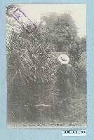 藏品(臺灣林投樹與林投帽)的圖片