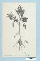 藏品(臺灣植物標本紅樹科)的圖片