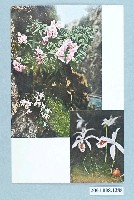 藏品(阿里山國立公園協會石楠花與一葉蘭)的圖片