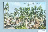 藏品(茂盛的檳榔樹)的圖片