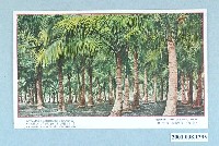藏品(大正印製高雄旗後椰子林)的圖片