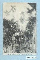 藏品(檳榔樹)的圖片