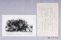 藏品(屏東市臺灣製糖株式會社的瑞竹)的圖片