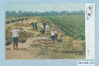 藏品(採收鳳梨)的圖片