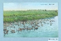 藏品(游泳的家鴨)的圖片