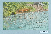 藏品(游泳的家鴨)的圖片