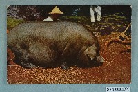 藏品(豬)的圖片