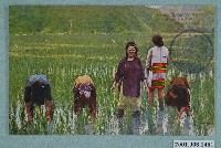 藏品(角板山泰雅族的水田耕作)的圖片