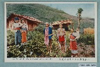 藏品(臺灣原住民部落實景)的圖片