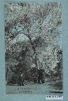 藏品(霧社分室前的白櫻花)的圖片