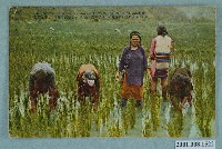 藏品(角板山泰雅族的水田耕作)的圖片