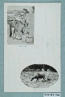 藏品(盛裝的排灣族原住民與耕作中的水牛)的圖片