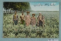 藏品(臺灣水果鳳梨田)的圖片