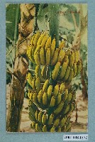 藏品(棚邊書店發行臺灣芭蕉)的圖片