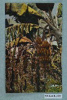 藏品(臺北新高堂發行臺灣名產芭蕉)的圖片